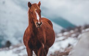 Modern hästfysioterapi och equiterapi för din häst